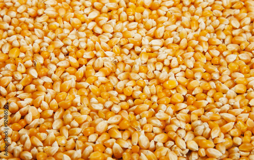 Canvas Print Bulk of corn grains