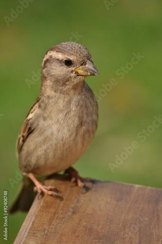 House sparrow Passer domesticus on a green blurred background. © Daniel Poloha