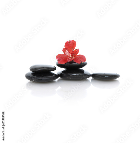 red orchid on black stones on white background