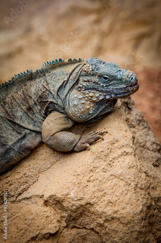 Iguana On a Rock