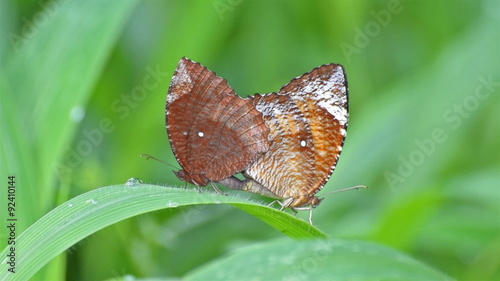 Beautiful natural stock footage of butterflies making love on green leaf, green background, Elymnias Hypermenstra, commonly called as Common Palmfly butterflies, video, Kolkata, India photo