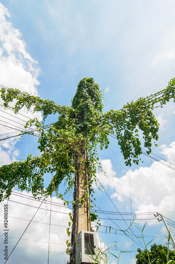 vine on electricity pole with sky background.