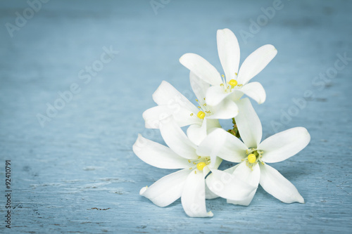 White bloom flower. Orange Jessamine (or Adaman Satinwood, Chine © nattstudio