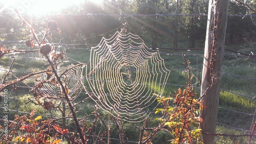 Spinnennetze an sonnigen, kühlen Morgen photo