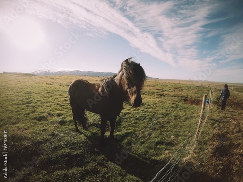 Beautiful Icelandic horse on farm 
