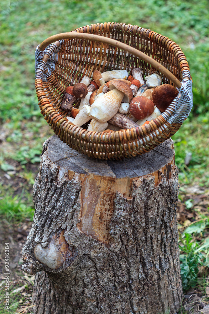 Fresh mushrooms in basket