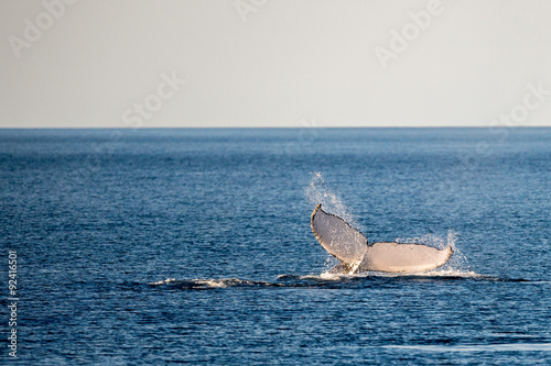 Humpback whales swimming in Australia