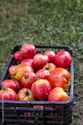 Fresh healthy tomatoes being stocked in plastic boxes