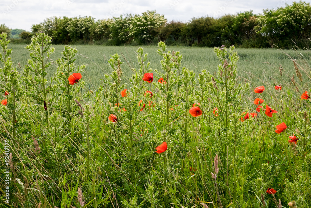 Poppies next to a field