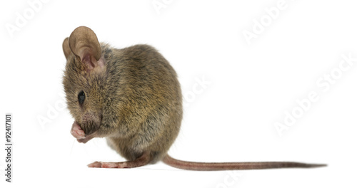 Wood mouse cleaning itself in front of a white background