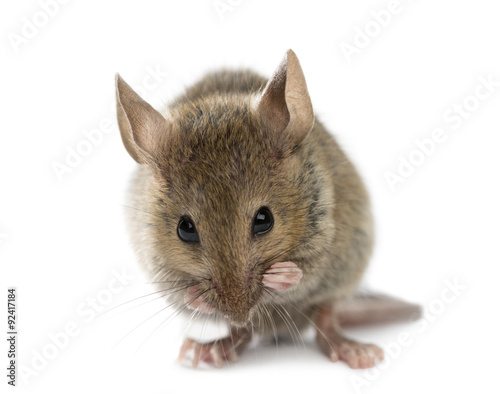 Wood mouse cleaning itself in front of a white background