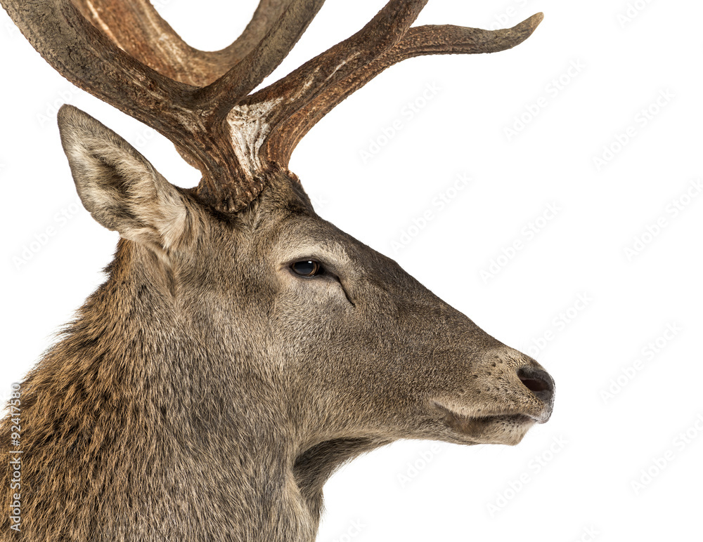 Fototapeta premium Close-up of a Red deer stag in front of a white background