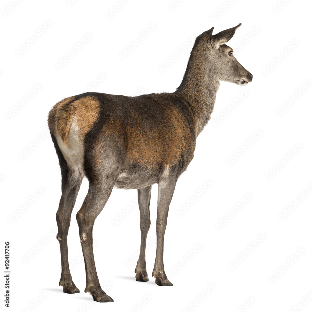 Fototapeta premium Female red deer in front of a white background