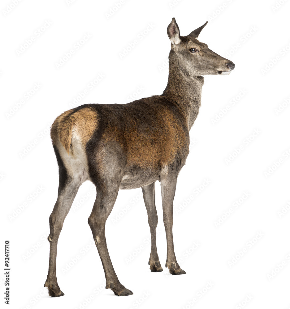 Female red deer in front of a white background Female red deer in front of a white background