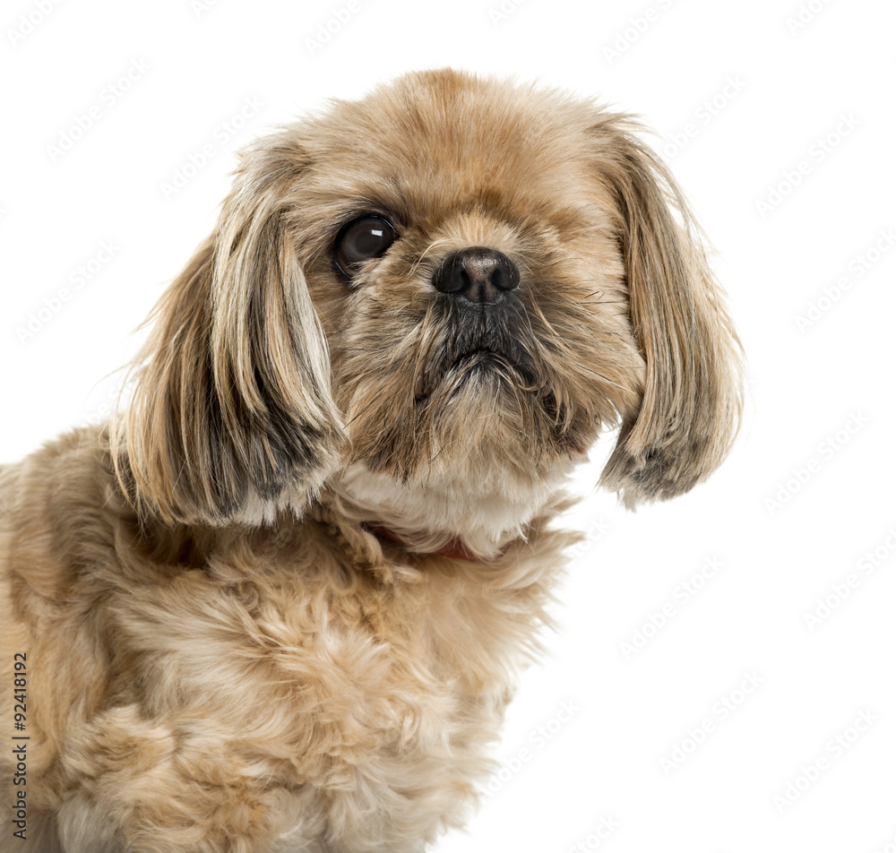 One-eyed Shih Tzu in front of white background One-eyed Shih Tzu in front of white background