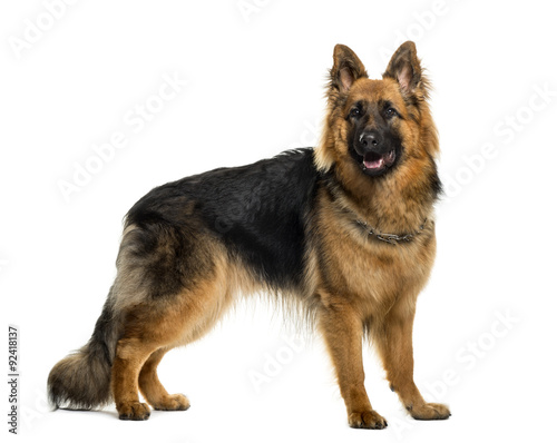 German shepherd in front of white background