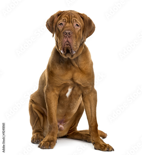 Dogue de Bordeaux in front of white background