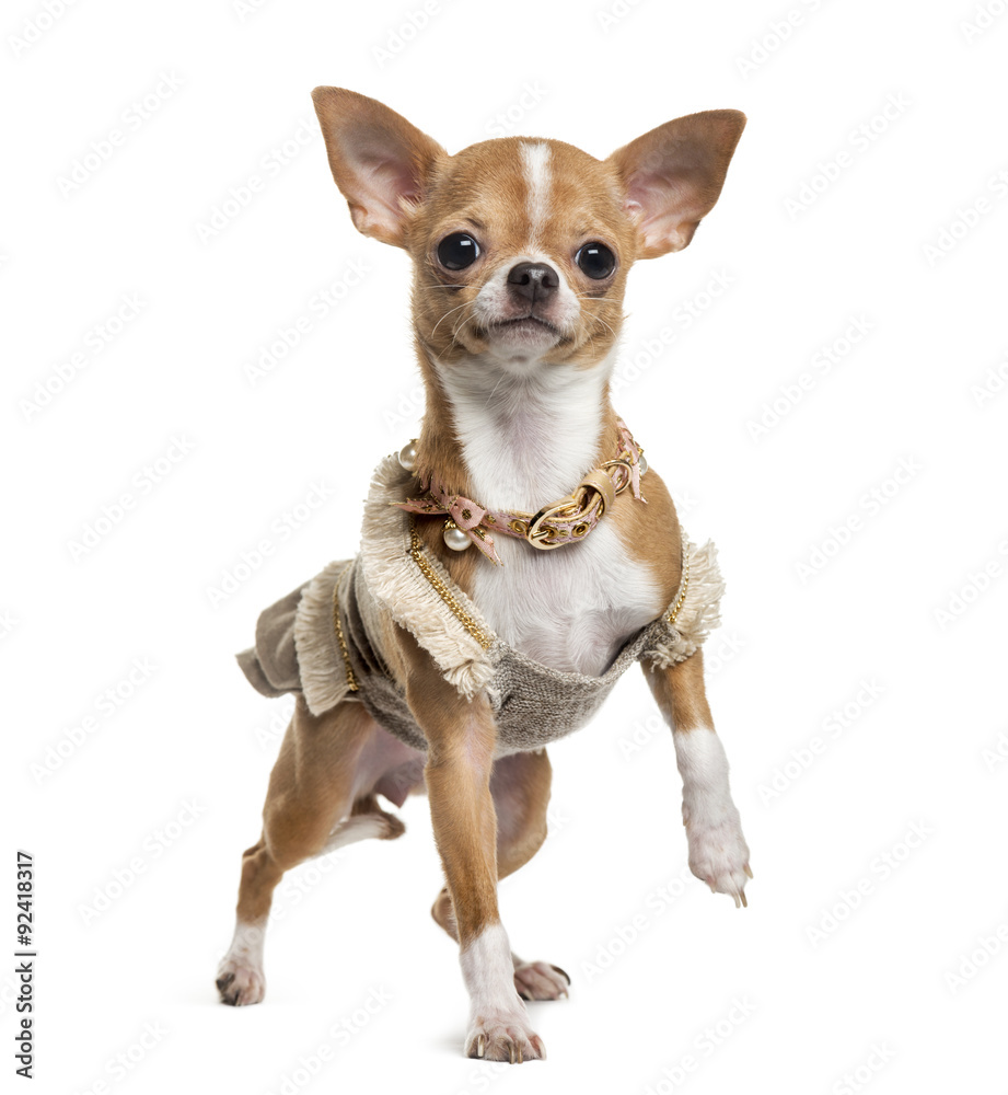 Chihuahua in front of white background
