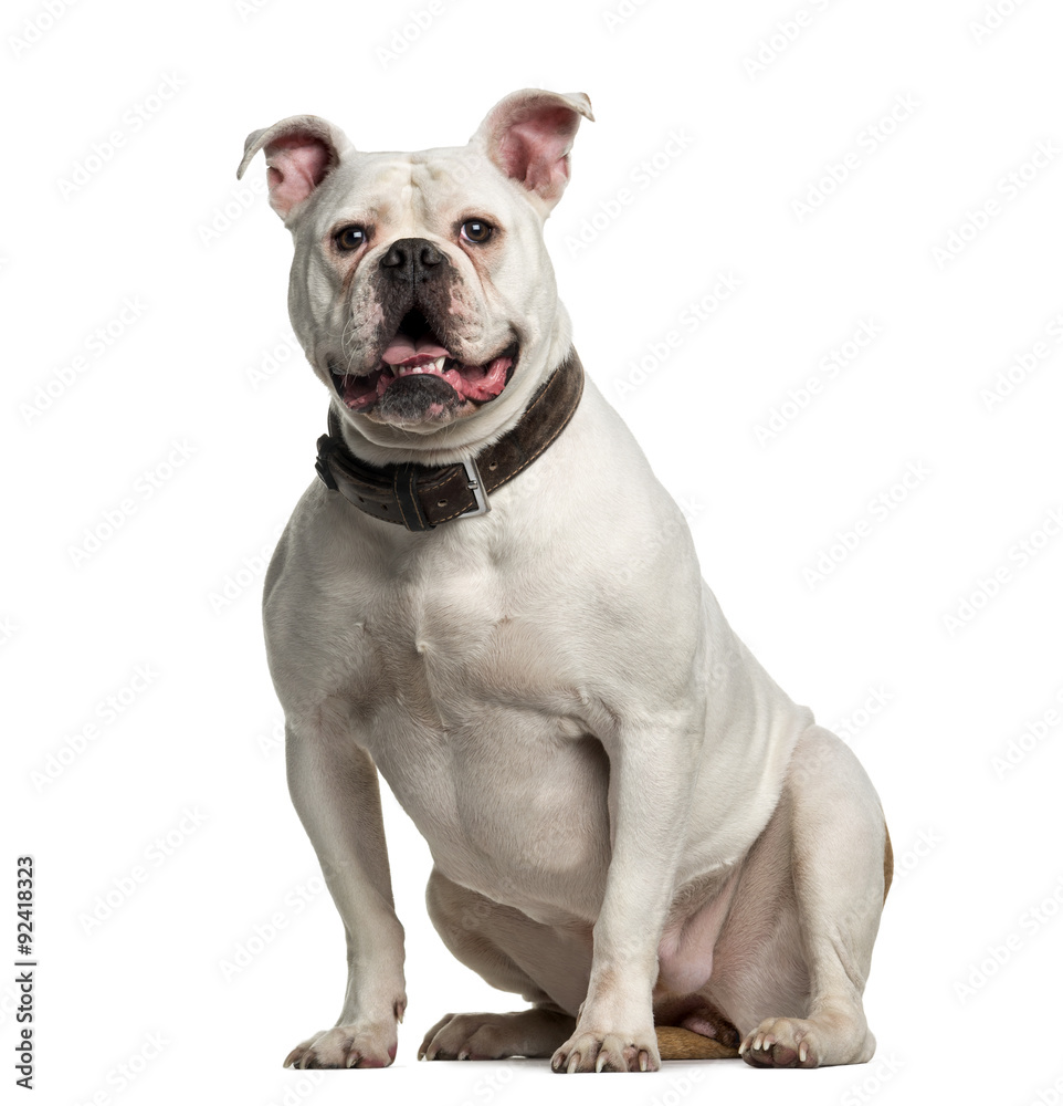Crossbreed in front of white background