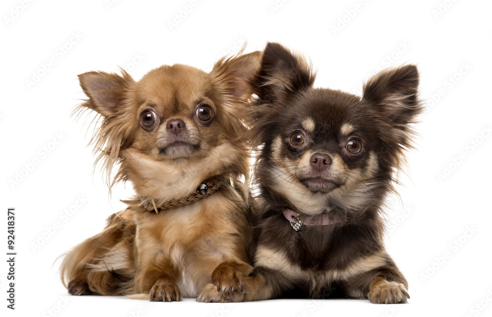 Two chihuahuas in front of white background