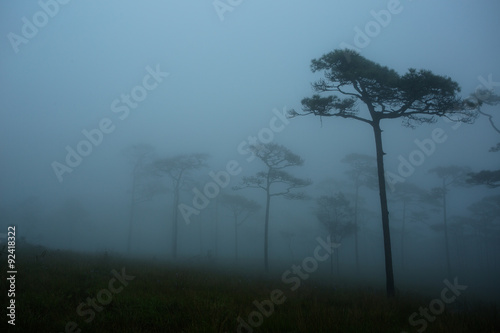 Phu Soi Dao National Park located in the north of Thailand. One of the its attractions, Khasiya Pine Field. Fog is common at the Pine Field and makes the area looked mysterious. photo