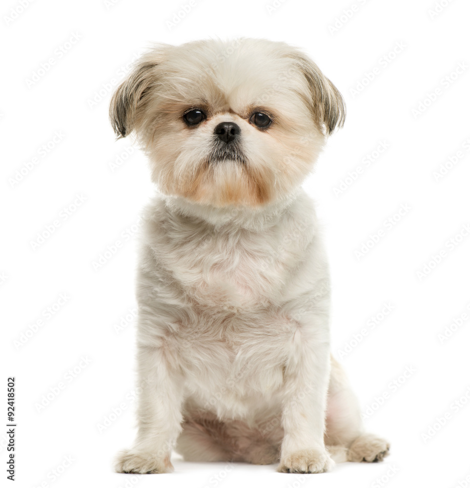 Shih Tzu in front of white background Shih Tzu in front of white background