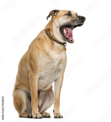 Crossbreed dog yawning in front of white background