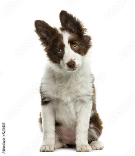 Fototapeta Naklejka Na Ścianę i Meble -  Border Collie in front of white background