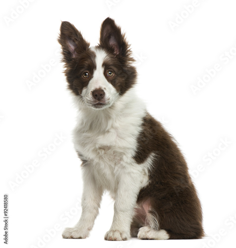 Border Collie in front of white background © Eric Isselée