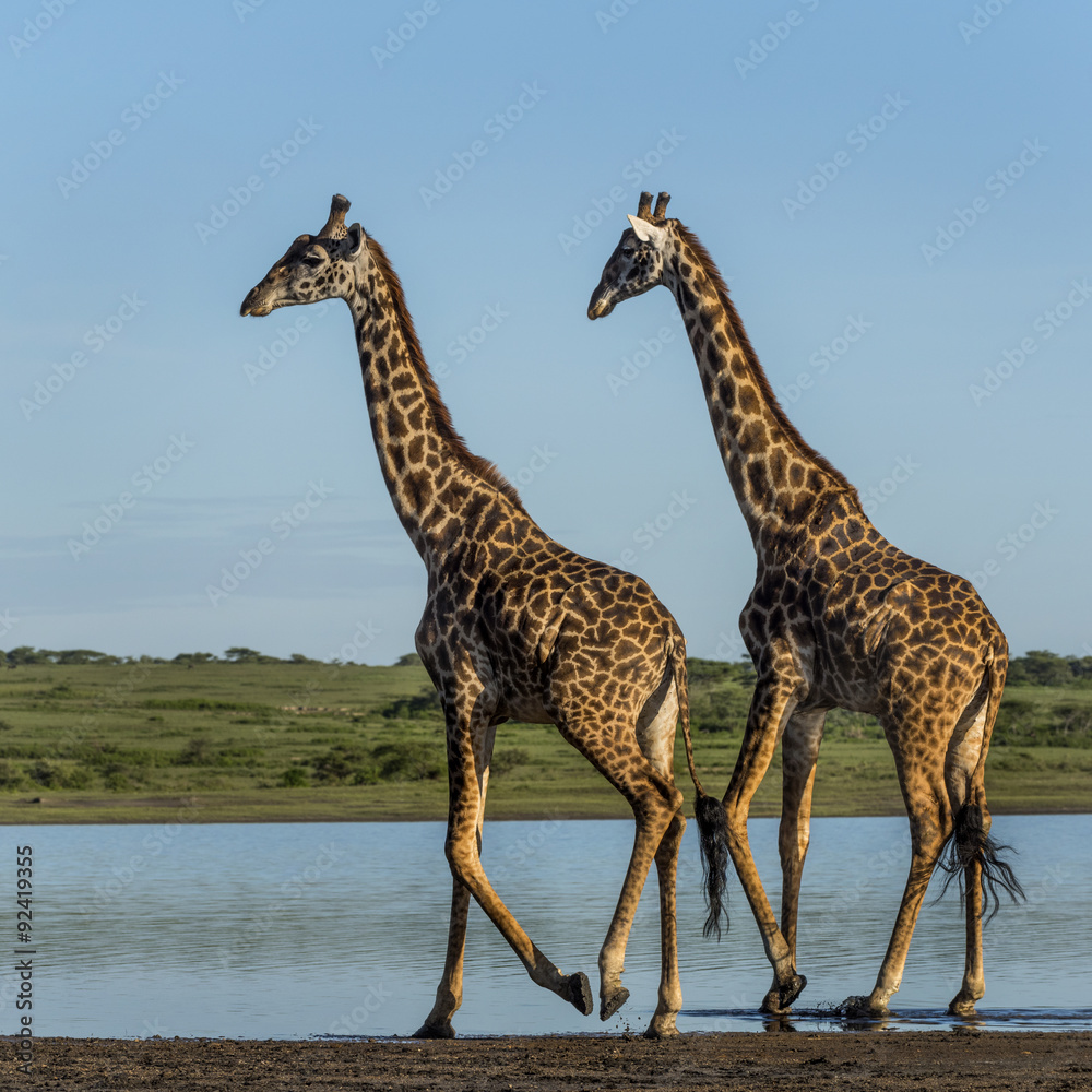 Fototapeta premium Two Giraffes walking by a river, Serengeti, Tanzania