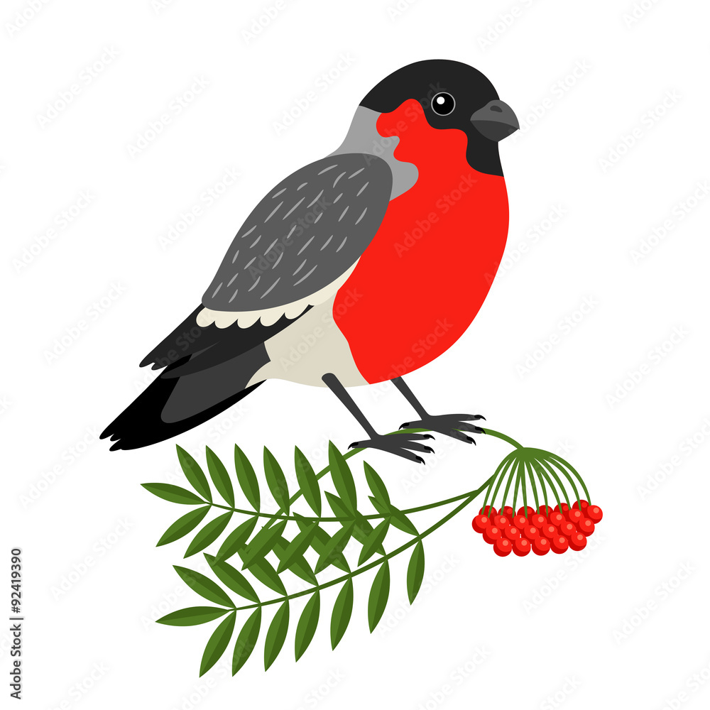 Fototapeta premium Bullfinch Christmas Bird