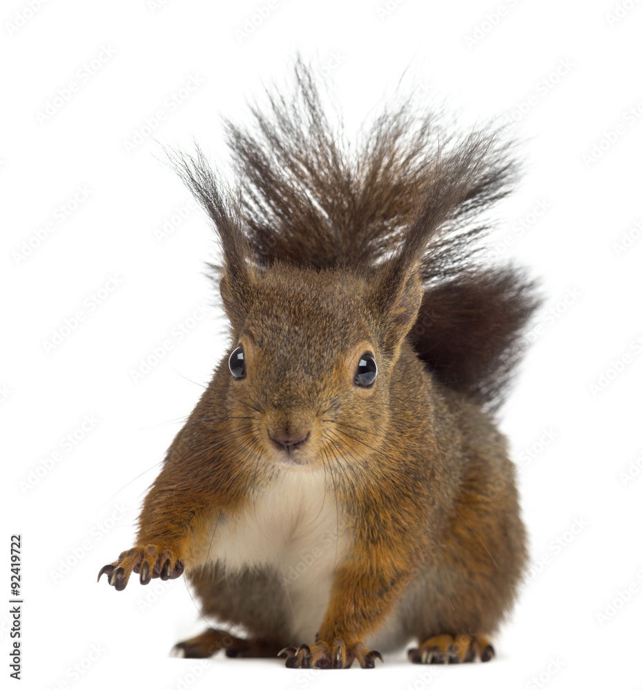 Fototapeta premium Red squirrel in front of a white background
