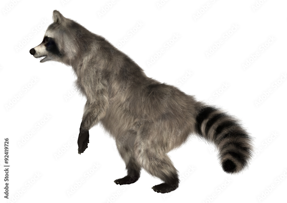 Raccoon Raccoon