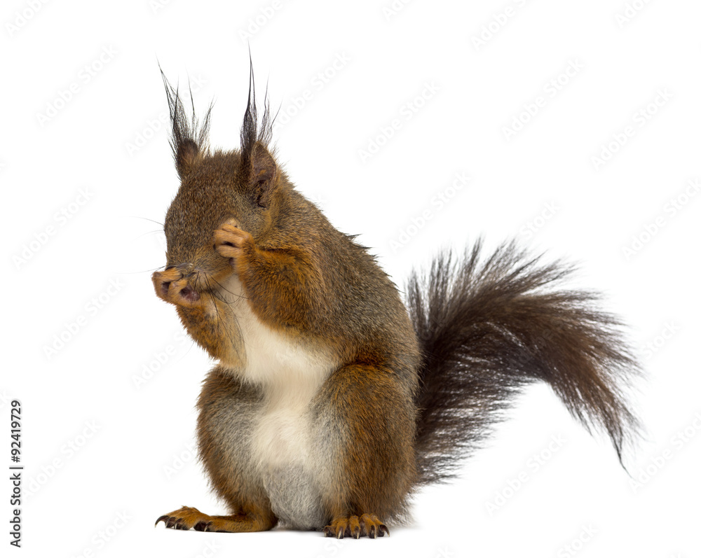 Fototapeta premium Red squirrel in front of a white background
