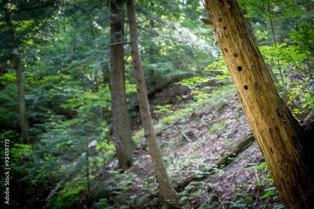 Fototapeta premium Woodland Background