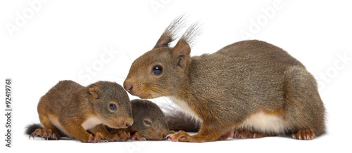 Mother Red squirrel and babies in front of a white background photo
