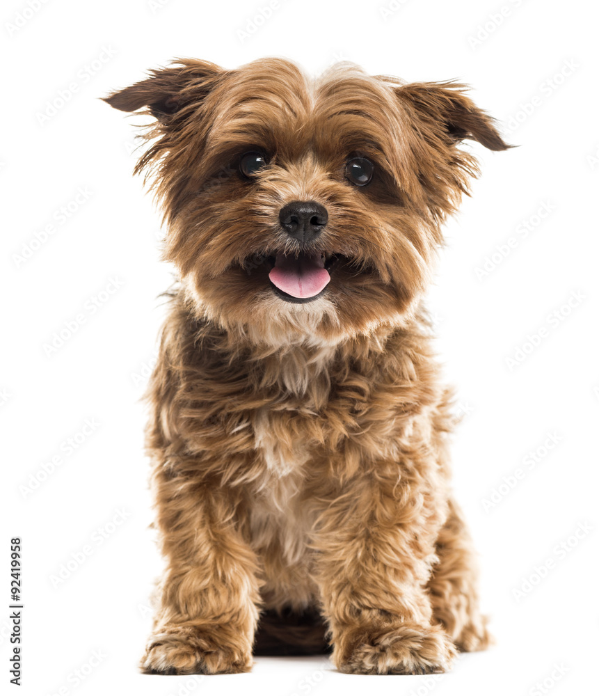 Yorkshire terrier in front of a white background Yorkshire terrier in front of a white background