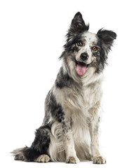 Border Collie sitting in front of a white background