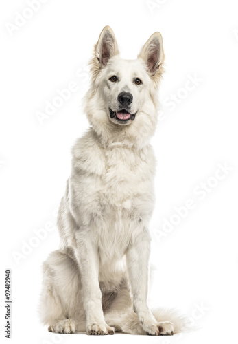 Swiss shepherd dog sitting in front of a white background