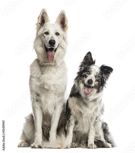 Swiss shepherd dog and border collie