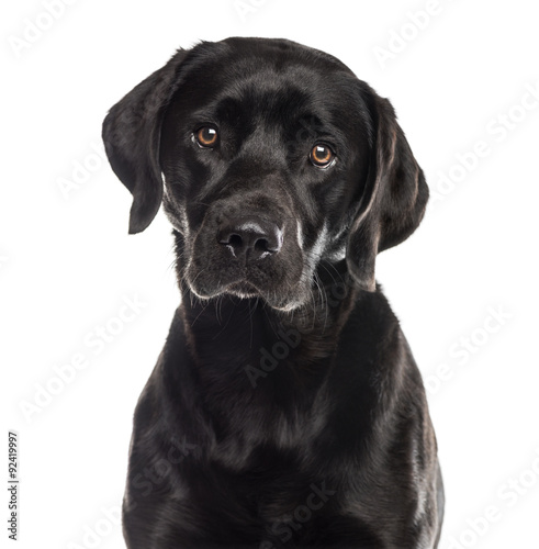 Fototapeta Naklejka Na Ścianę i Meble -  Close-up of a labrador in front of a white background