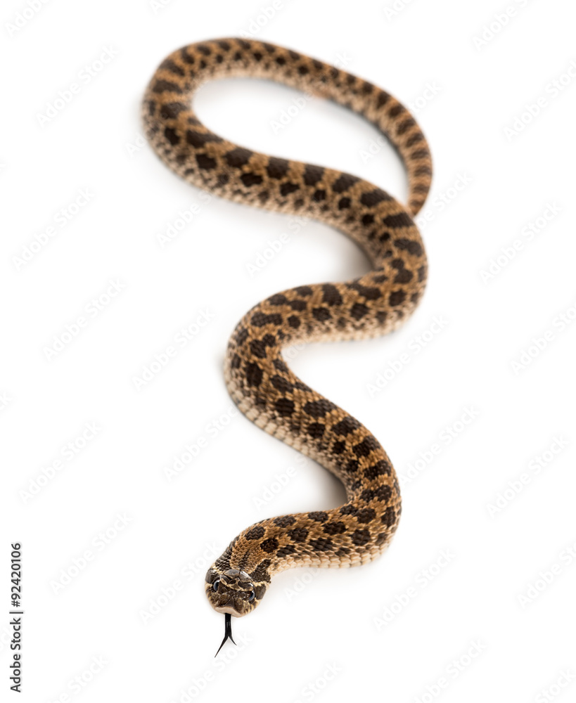 Fototapeta premium Western hog-nosed snake