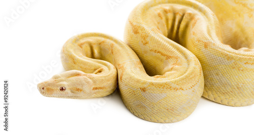 Albino royal python in front of a white background