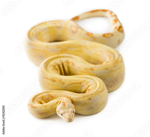 Albino royal python in front of a white background