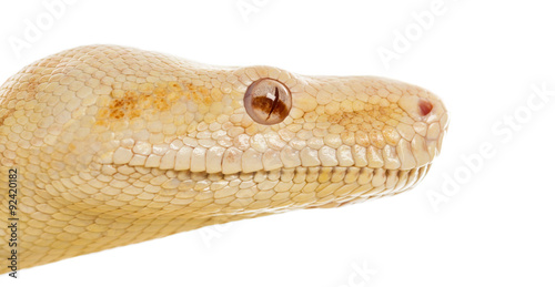 Close-up of an Albino royal python