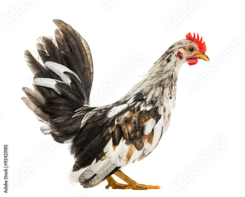 Bantam hen in front of a white background
