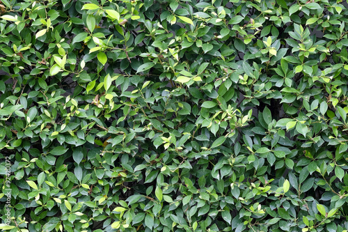 Wallpaper Mural Green leaves texture plane perpendicular shooting Torontodigital.ca