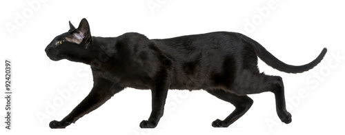 Schilderij op canvas Oriental Shorthair (8 months old) walking