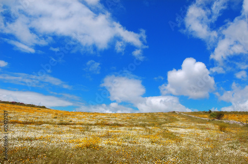 Fioritura collina con margherite bianche e gialle con un cielo azzurro e belle nuvole