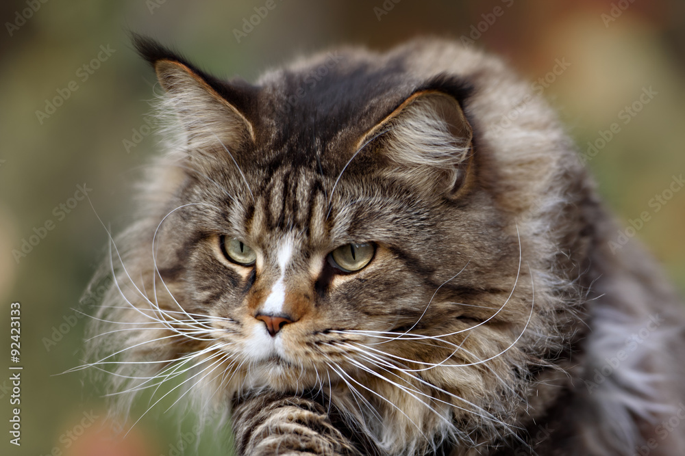 Maine coon cat outside with a curious look on his face. Maine coon cat outside with a curious look on his face.